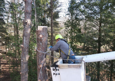 Tree Removal Oakville CT