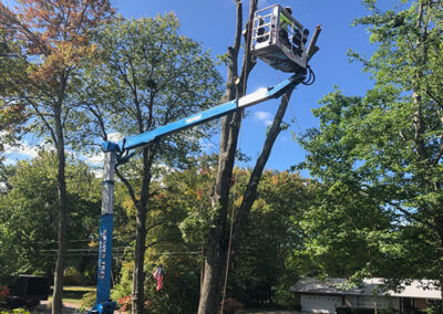 Tree Services New Britain CT