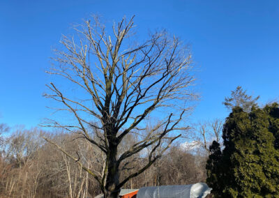 Tree Services Northfield CT