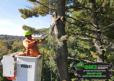 Tree Services Southington CT