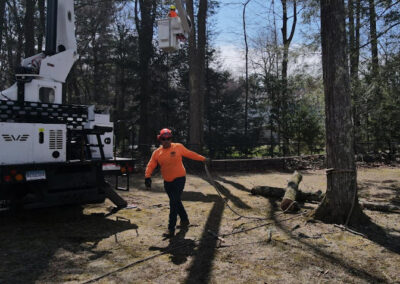 Tree Services Torrington CT