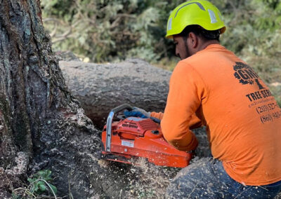 Winter Tree Removal Bristol CT