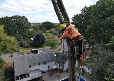 Winter Tree Services Bristol CT