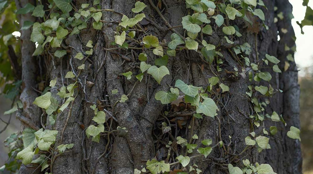 Are Vines Bad for Trees in Woodbury, CT?