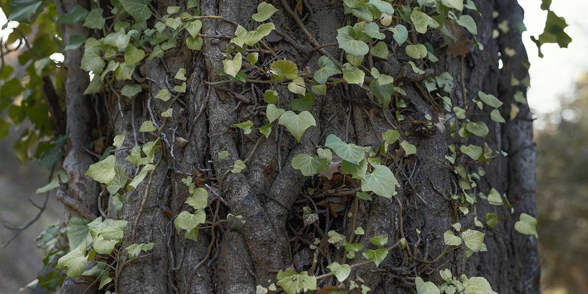 are vines bad for trees