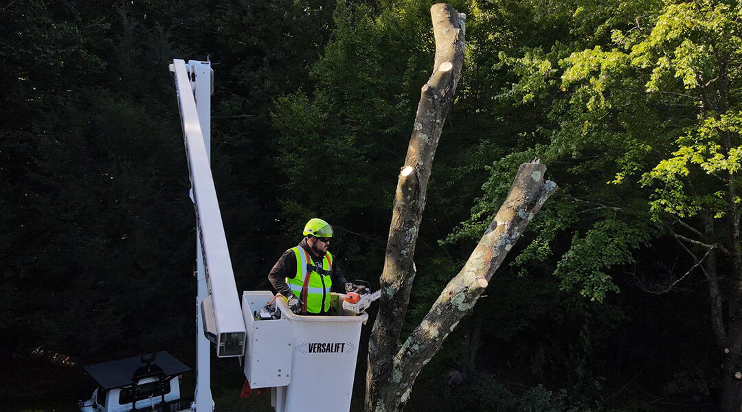 When Is the Best Time of Year To Remove a Tree in Middlebury, CT?