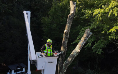 When Is the Best Time of Year To Remove a Tree in Middlebury, CT?