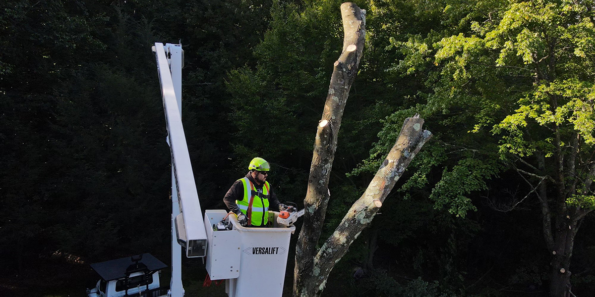 best time of year to remove a tree