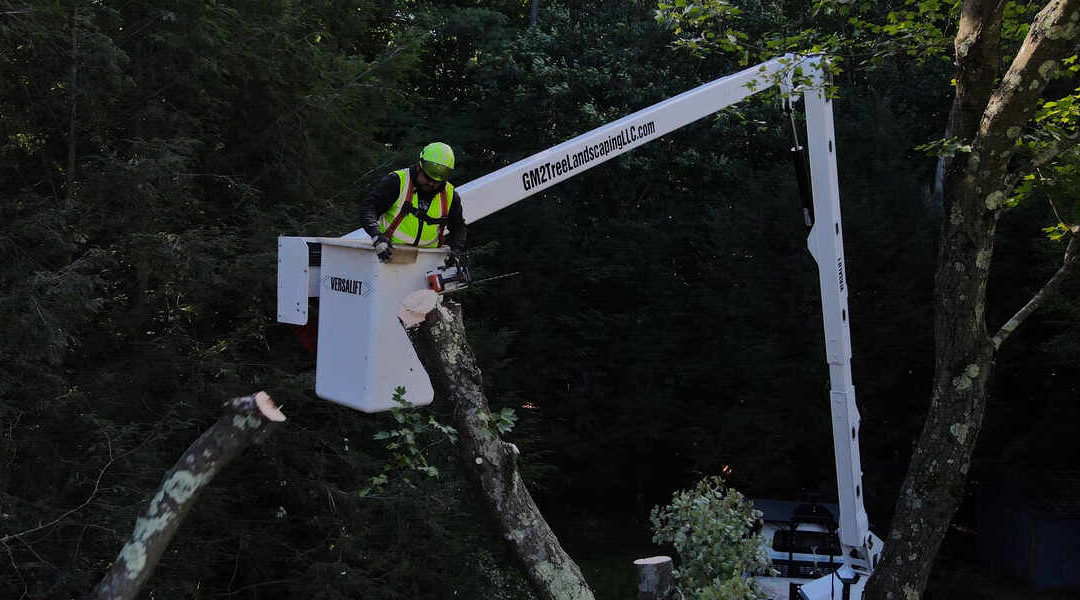 Chlorosis in Trees: Signs to Watch Out For