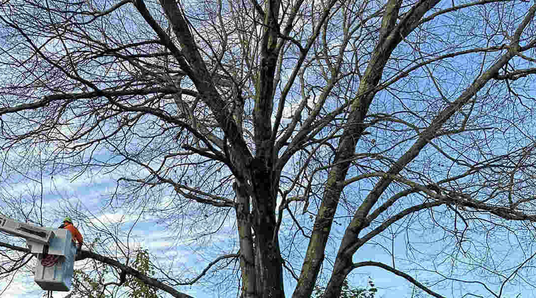 Do Tree Branches Grow Back? What Bristol, CT, Residents Should Know