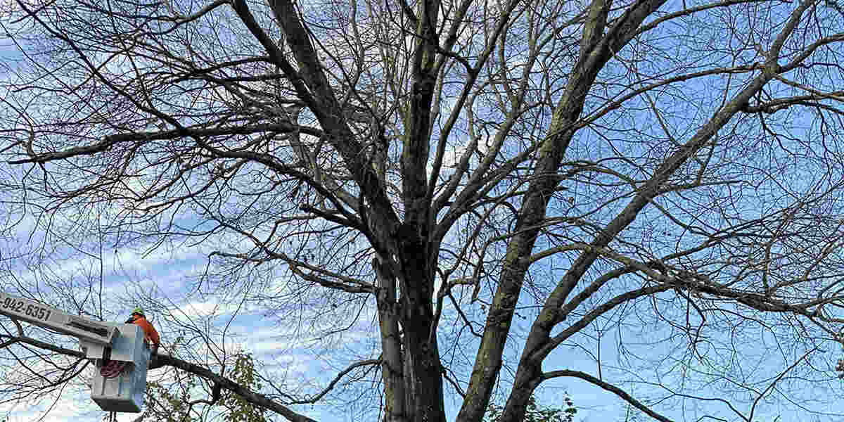 Do Tree Branches Grow Back in Bristol, CT? What to Know