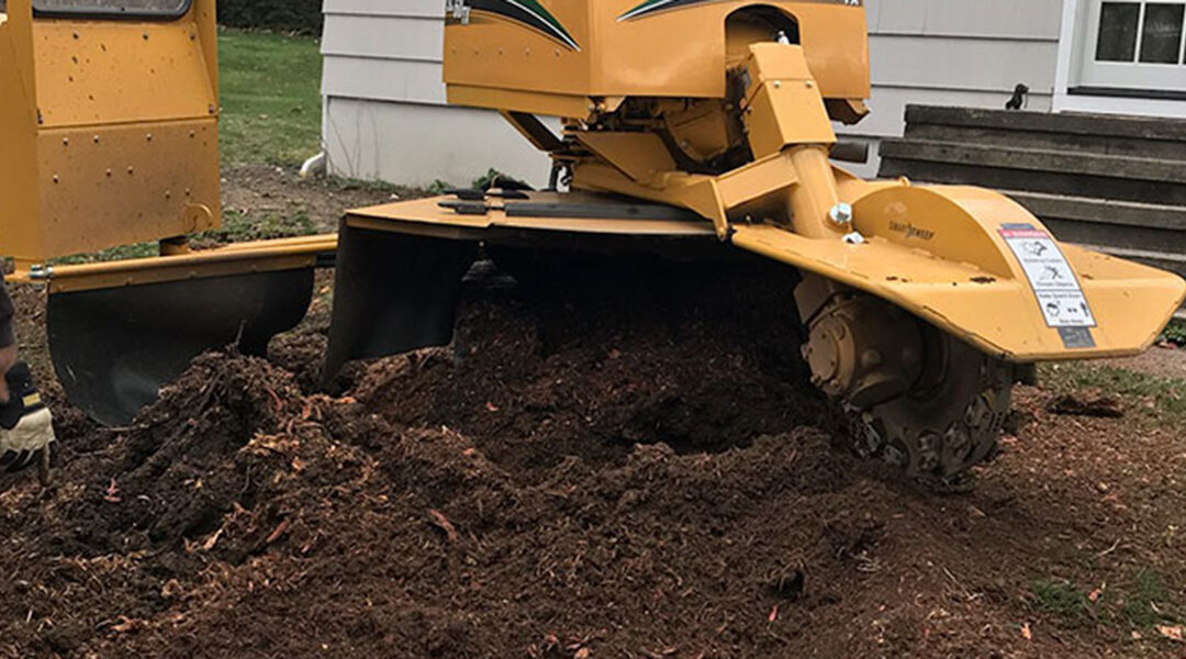 What Happens to Tree Roots After Stump Grinding in Naugatuck, CT?