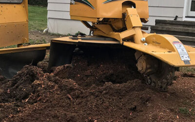 What Happens to Tree Roots After Stump Grinding in Naugatuck, CT?