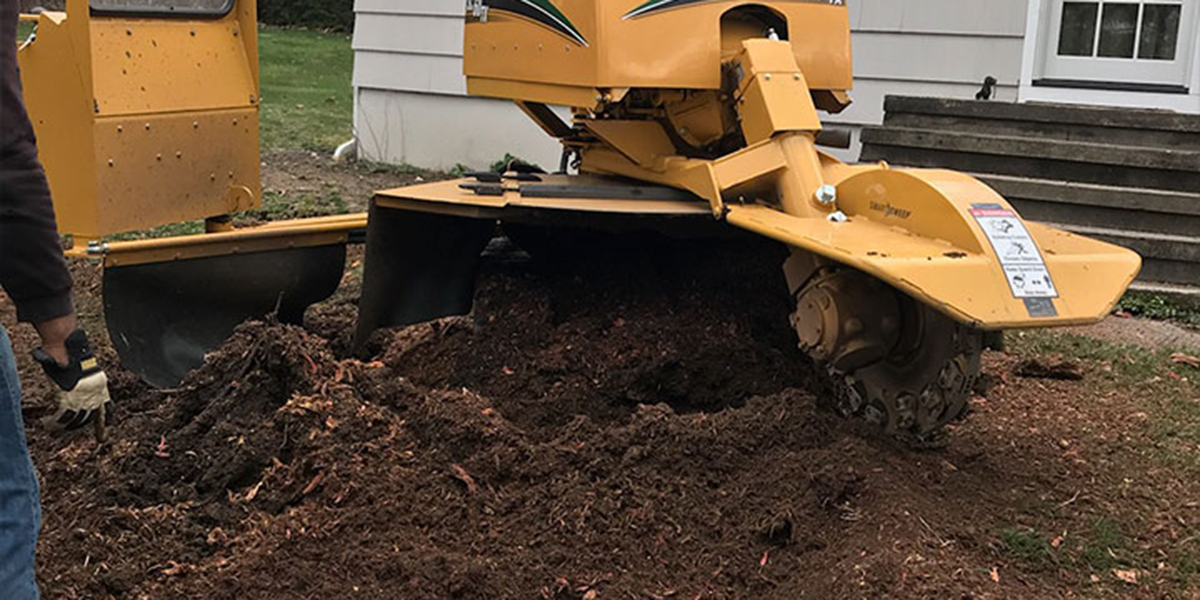 do tree roots die after stump grinding