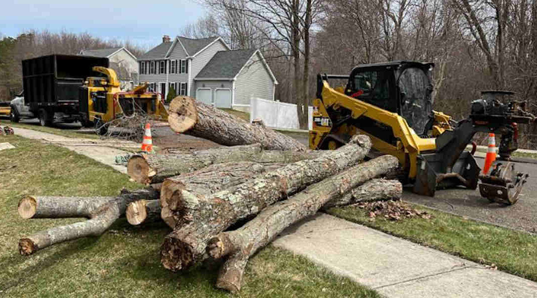 Does Cutting Down Trees Increase Property Value in Bristol, CT?