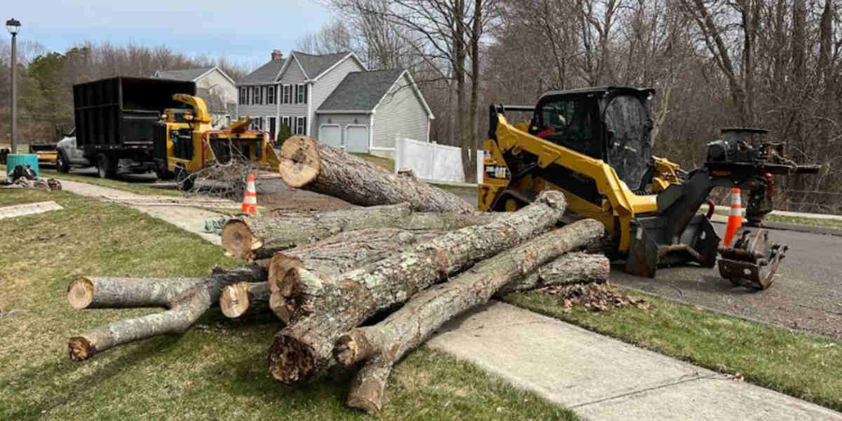 does cutting down trees increase property value