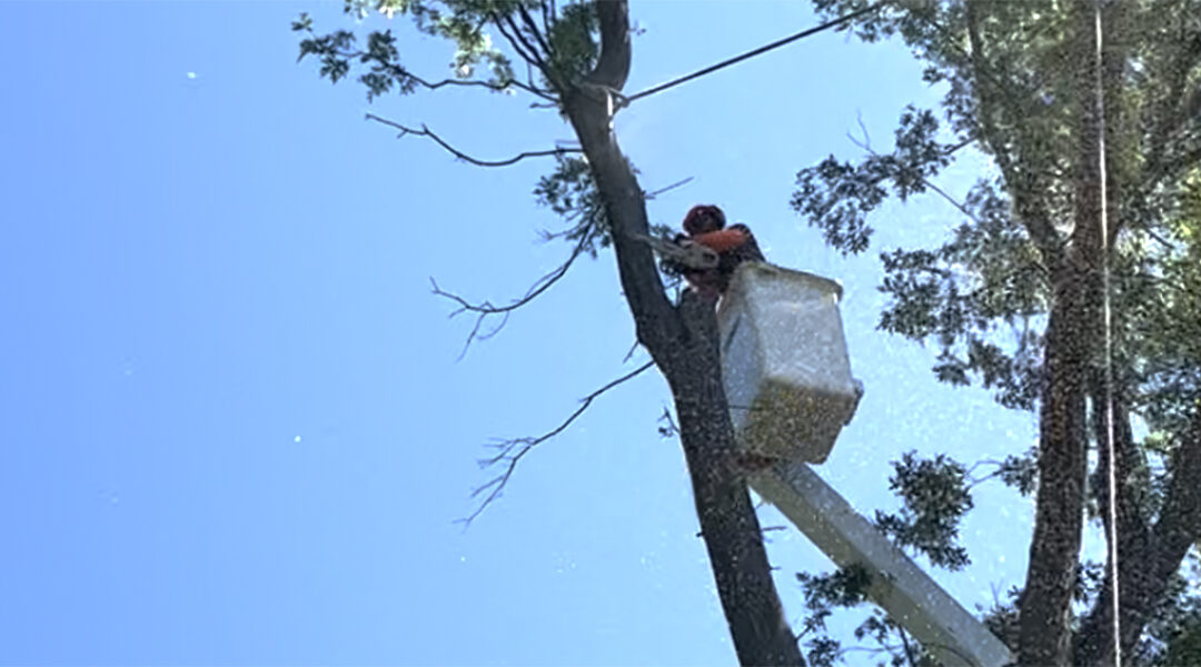 Does Cutting Off Dead Branches Help a Tree?