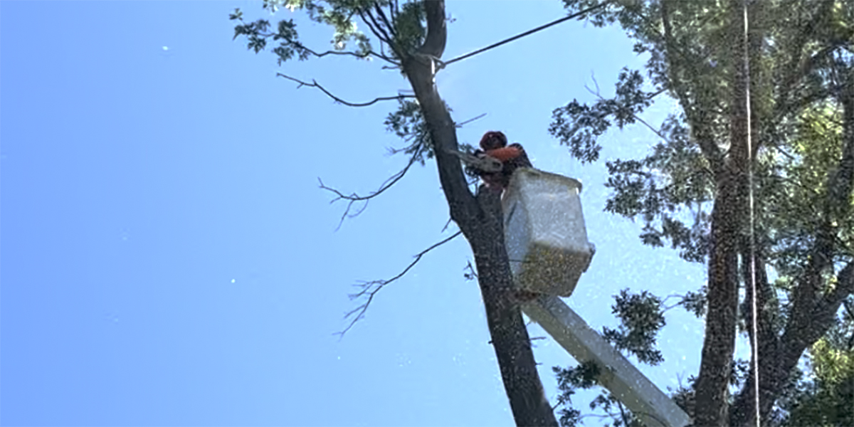 does cutting off dead branches help a tree