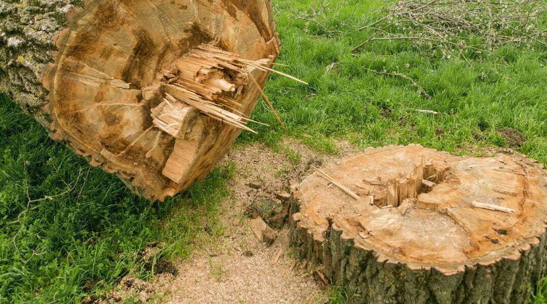 Does Tree Removal Include Stump Grinding?