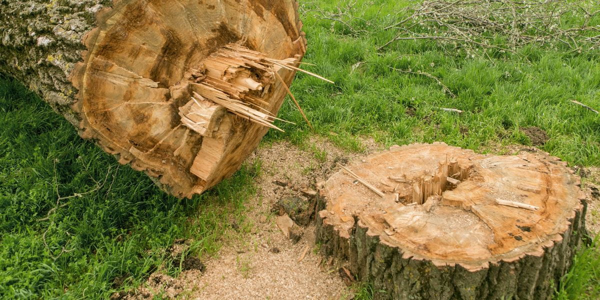 does tree removal include stump