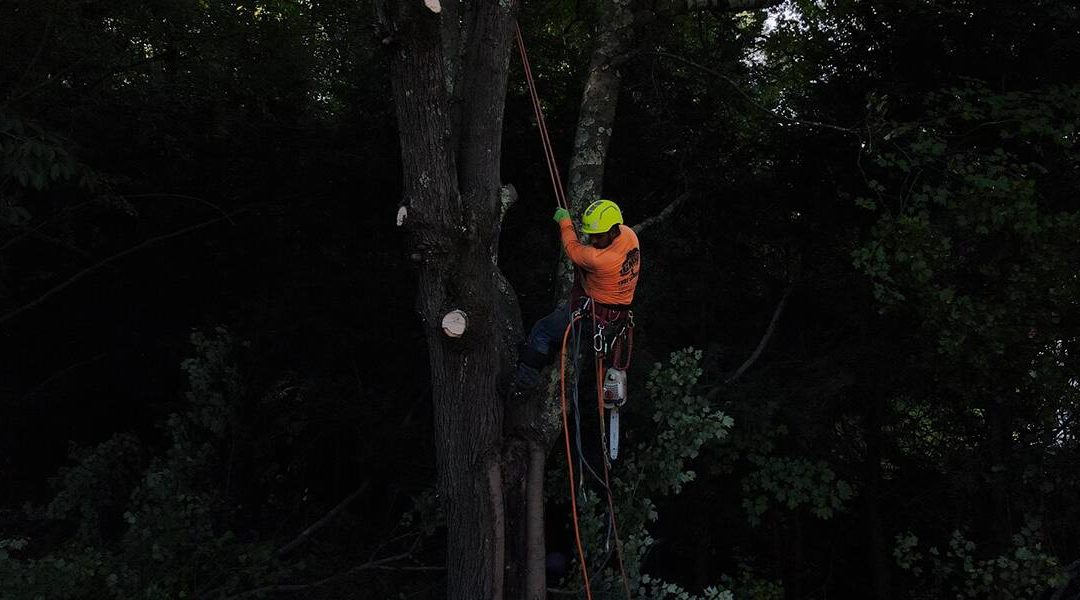 How Does Emerald Ash Borer Kill Trees on Your Property?
