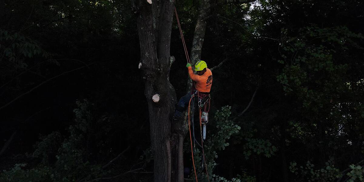 How Do Emerald Ash Borers (EABs) Kill Infected Trees?