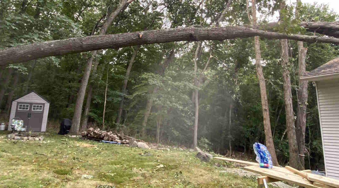 How Far Can a Tree Lean Before It Falls?