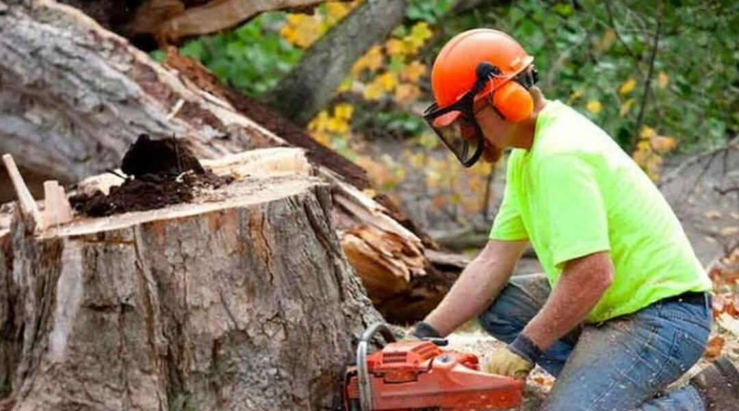 How Long Does It Take To Remove a Tree in Watertown, CT?
