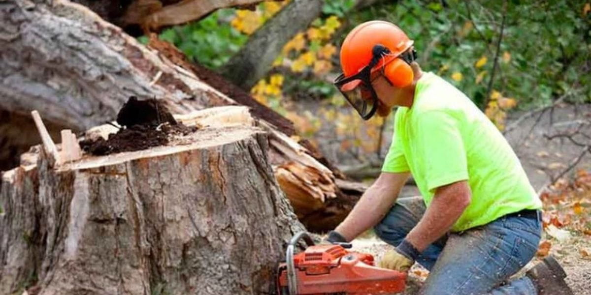 how long does it take to remove a tree