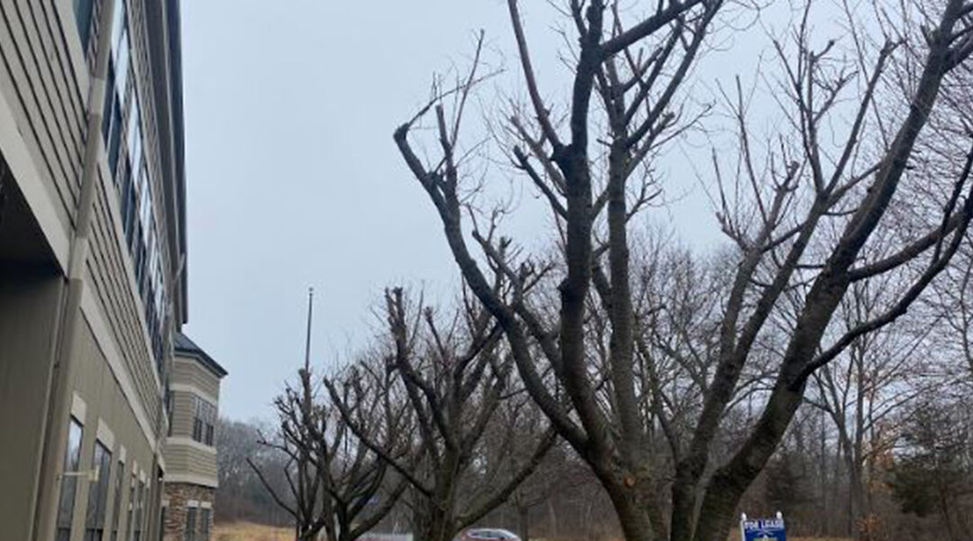How Much Wind Can a Tree Withstand in Torrington, CT?
