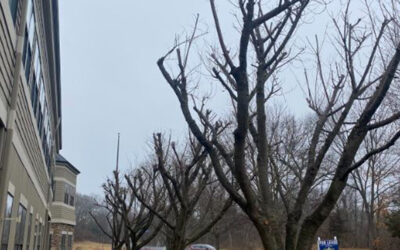 How Much Wind Can a Tree Withstand in Torrington, CT?