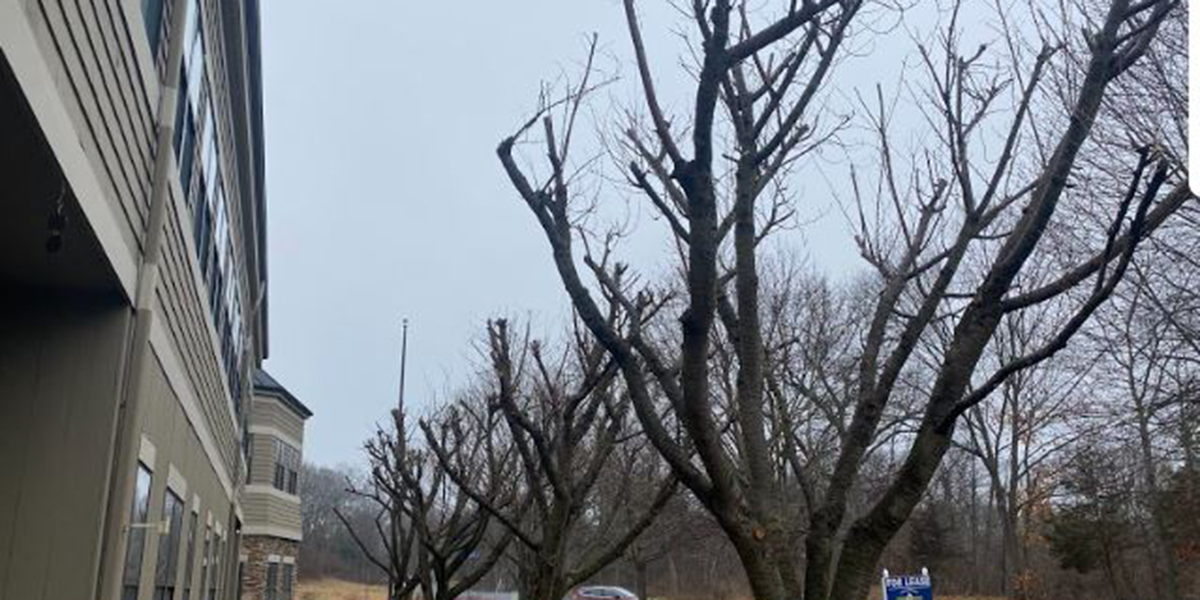 how much wind can a tree withstand
