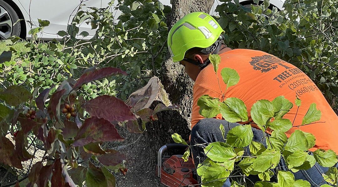 How To Protect Your Trees From Pests and Diseases