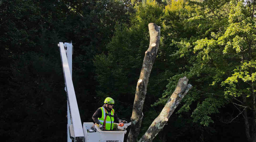 How To Save a Tree With Damaged Bark