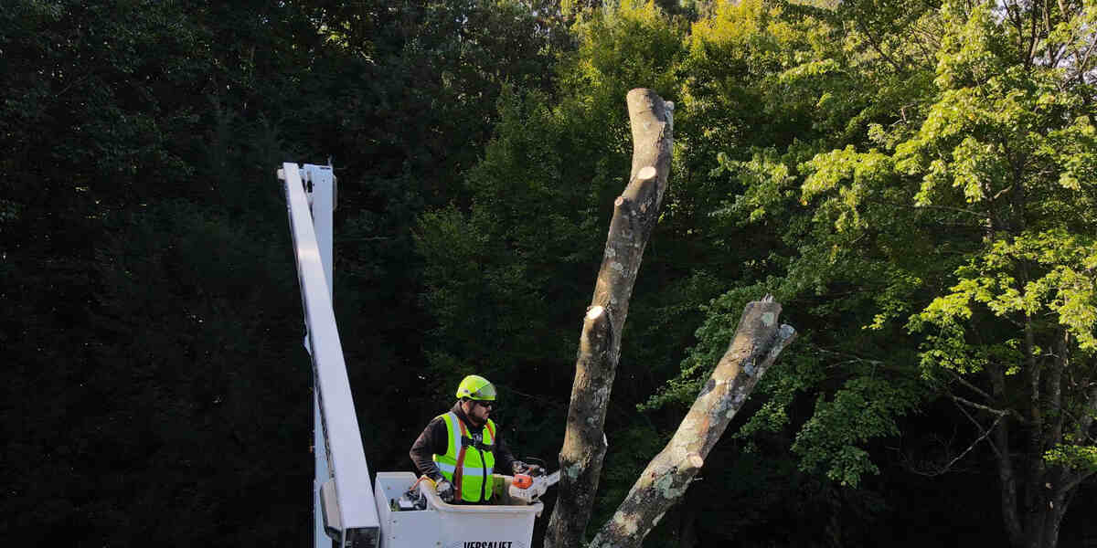 how to save a tree with damaged bark