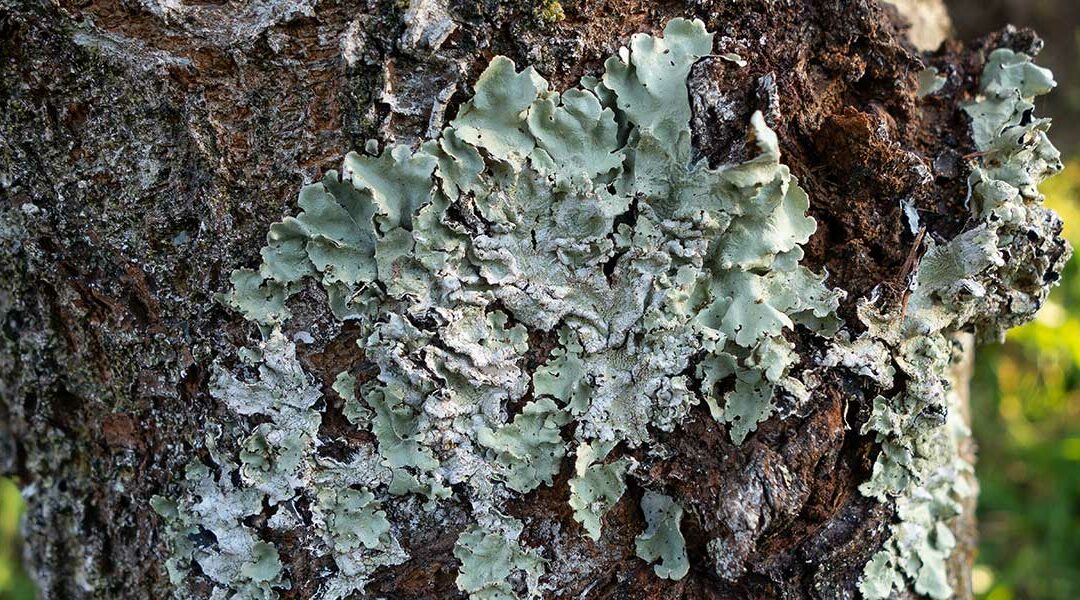 Is White Fungus on Trees Dangerous in Wolcott, CT?