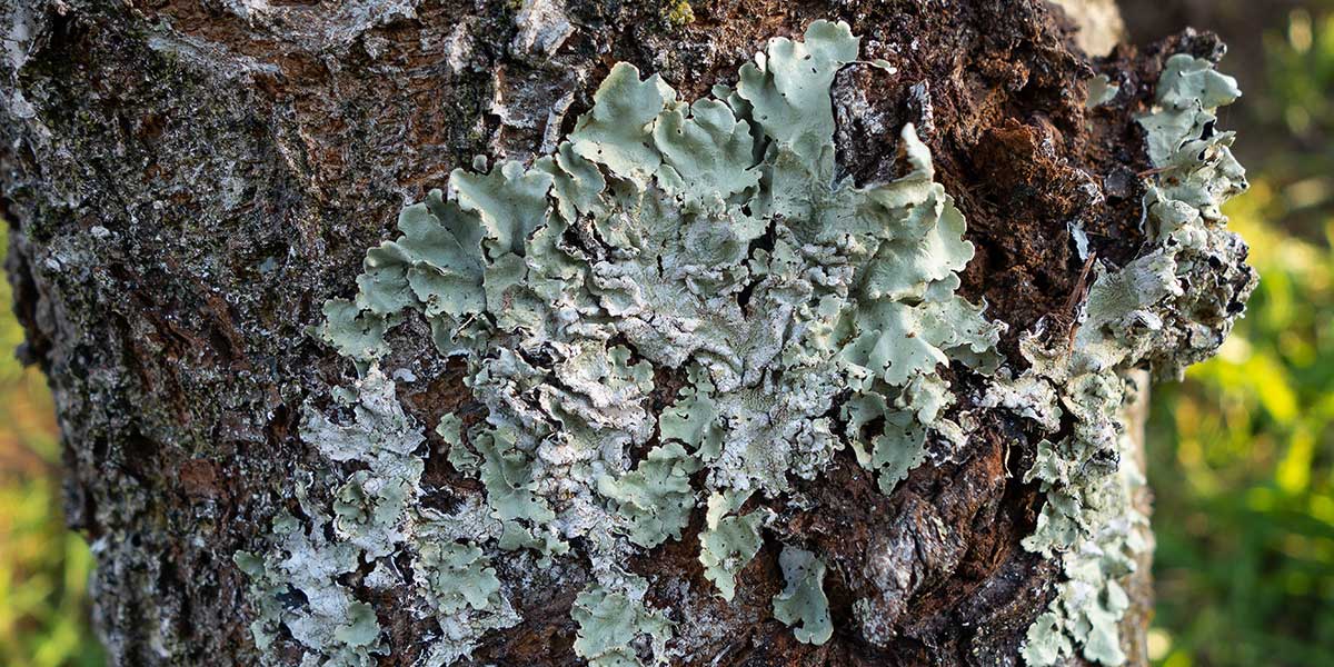 is white fungus on trees dangerous