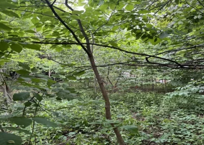 A lot before land clearing in Cheshire, CT