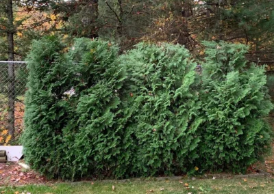 A shrub during land clearing in Oxford, CT