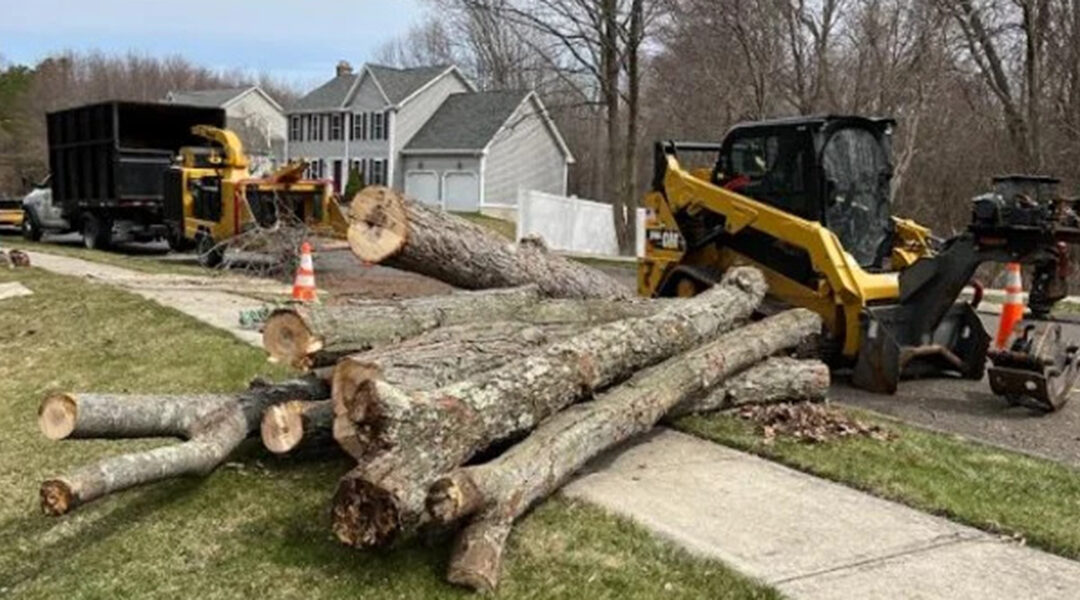 Seven Reasons To Remove a Tree