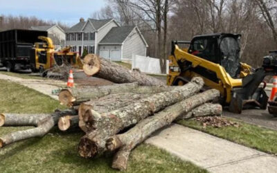 Seven Reasons To Remove a Tree