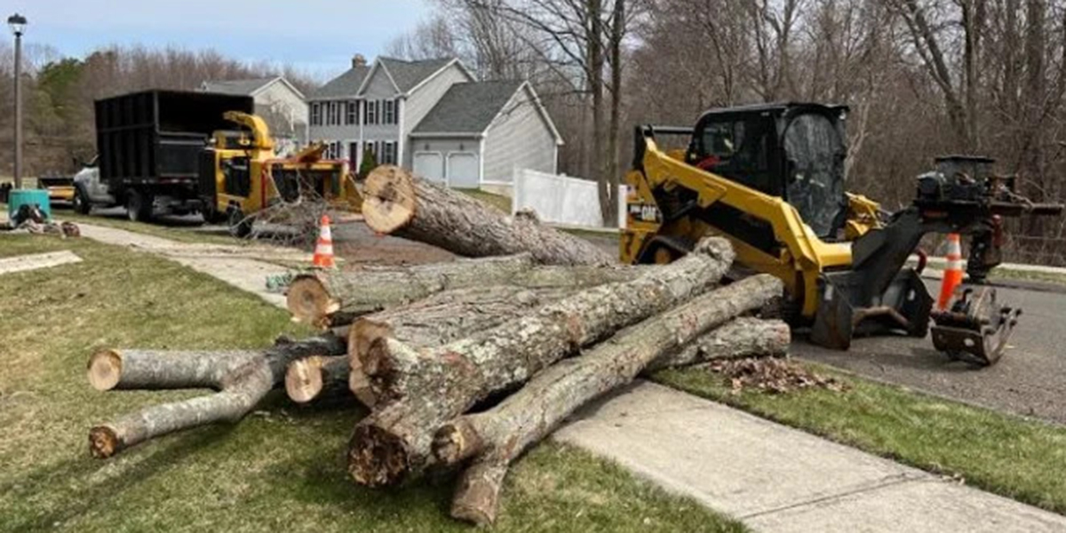 reasons to remove a tree