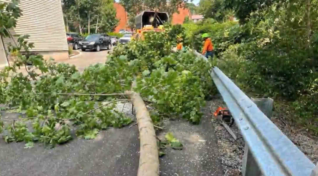 Signs of Tree Damage After a Storm in Farmington, CT