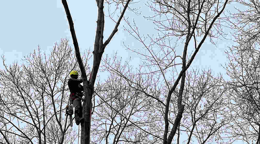 Can Tree Bark Damage Be Repaired in Torrington, CT?