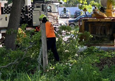 A tree removal job in Bristol, CT