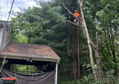 A tree service job in Woodbury, CT