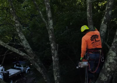 A crew member climbing a tree in Bethany, CT