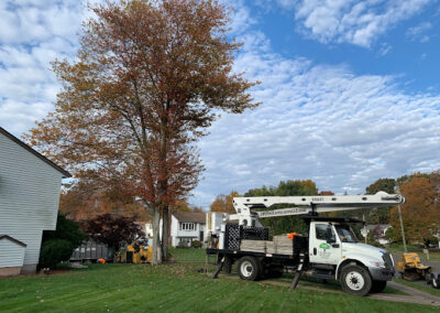 A truck and a tree in Middlebury, CT