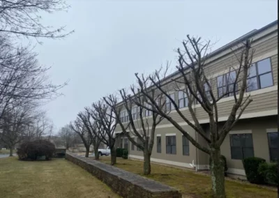 Trees in front of an apartment in New Britain, CT
