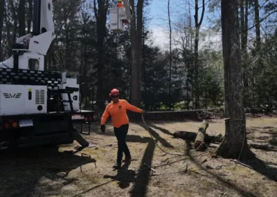 A crew member prepping a tree for removal in Torrington, CT